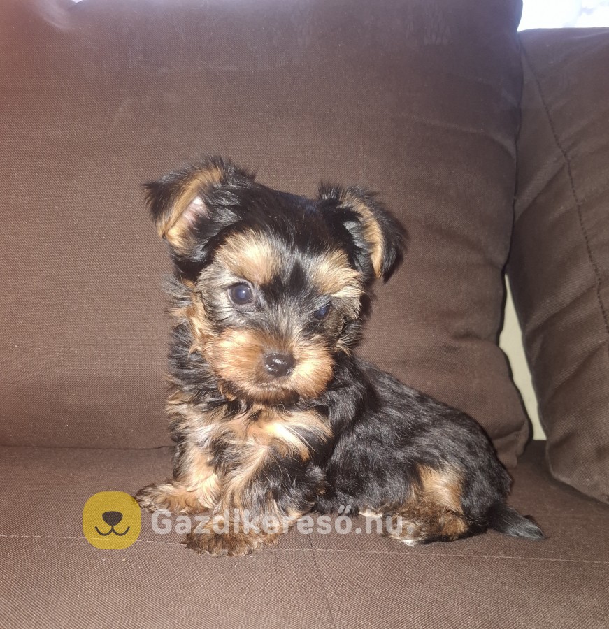 Yorkshire Terrier bébi 