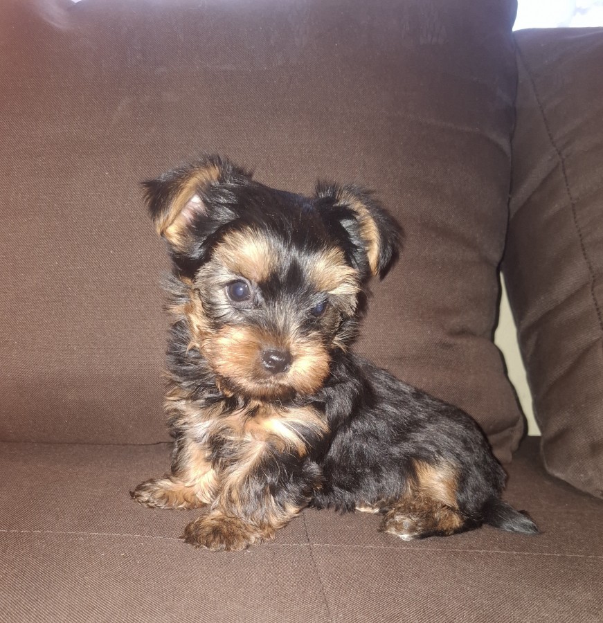 Yorkshire Terrier bébi 