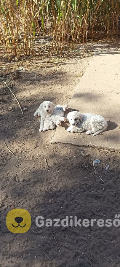 Eladó kuvasz