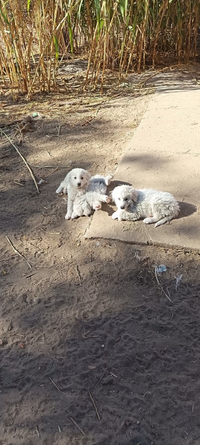 Eladó kuvasz