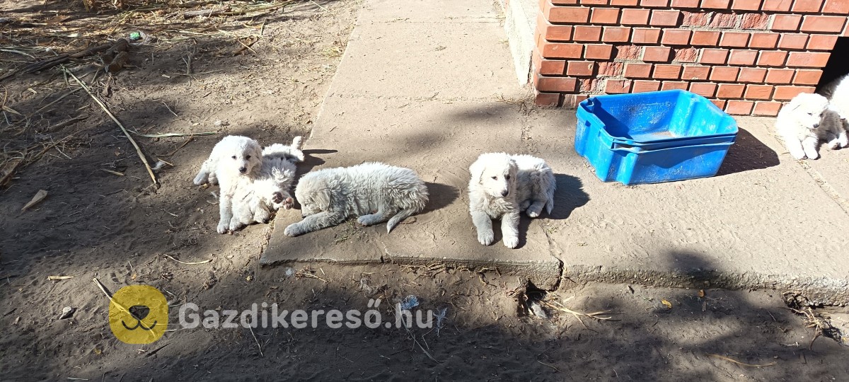 Eladó kuvasz