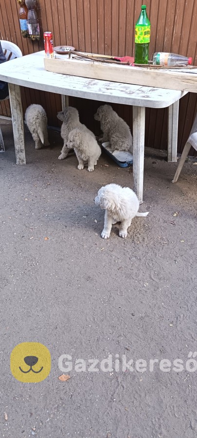 Eladó kuvasz