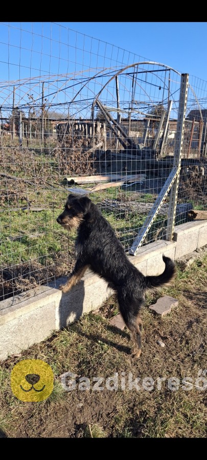 Új gazdit keres foxi kutya Új gazdit keres foxi kutya