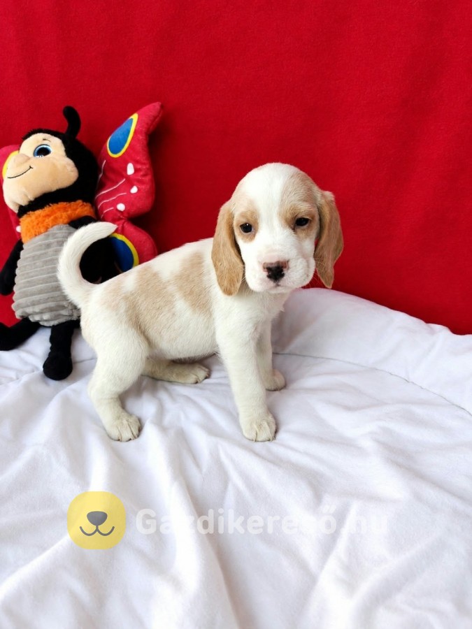 Gyönyörű beagle kislány 