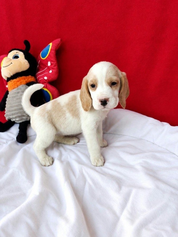 Gyönyörű beagle kislány 
