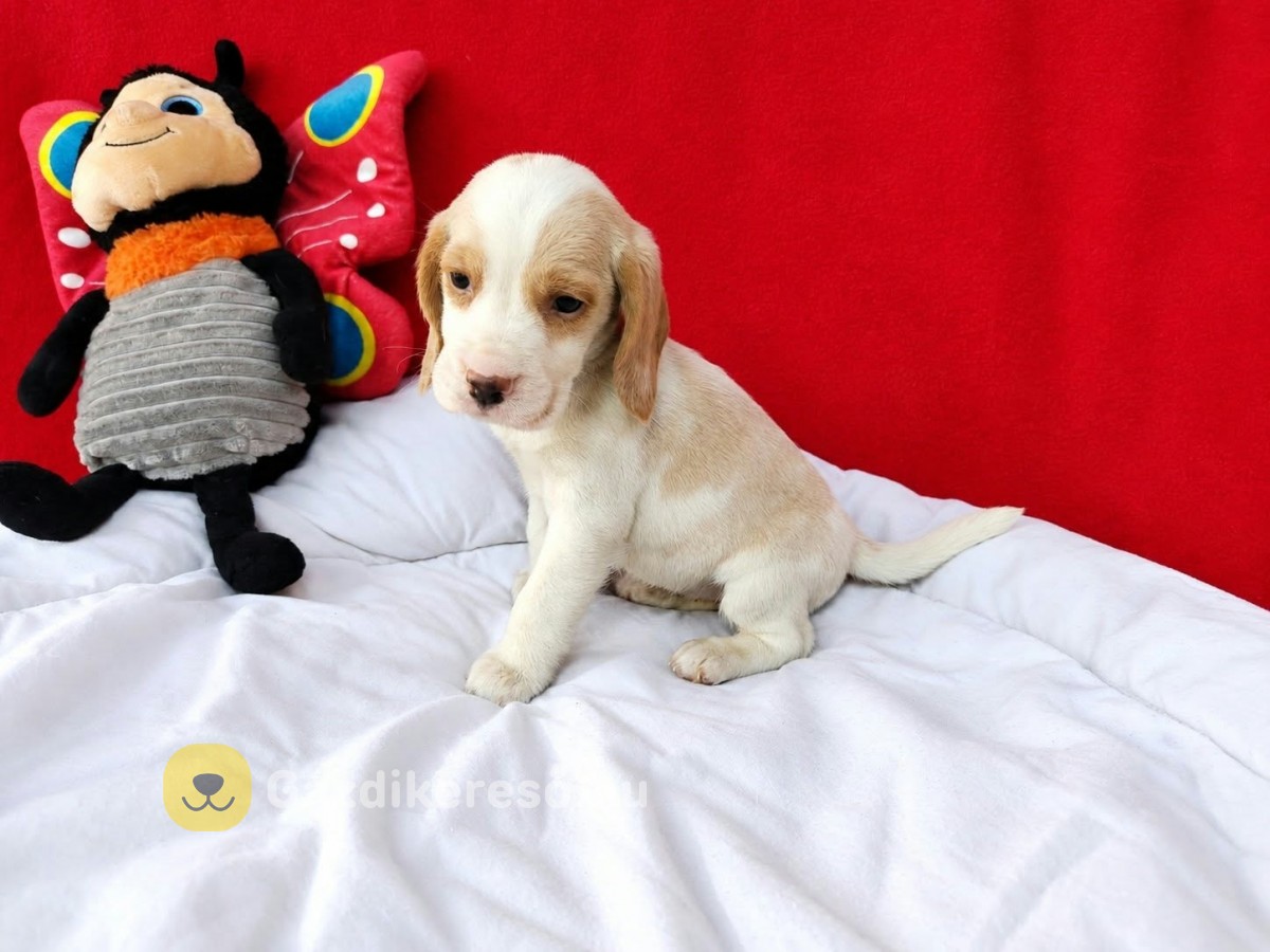 Gyönyörű beagle kislány 