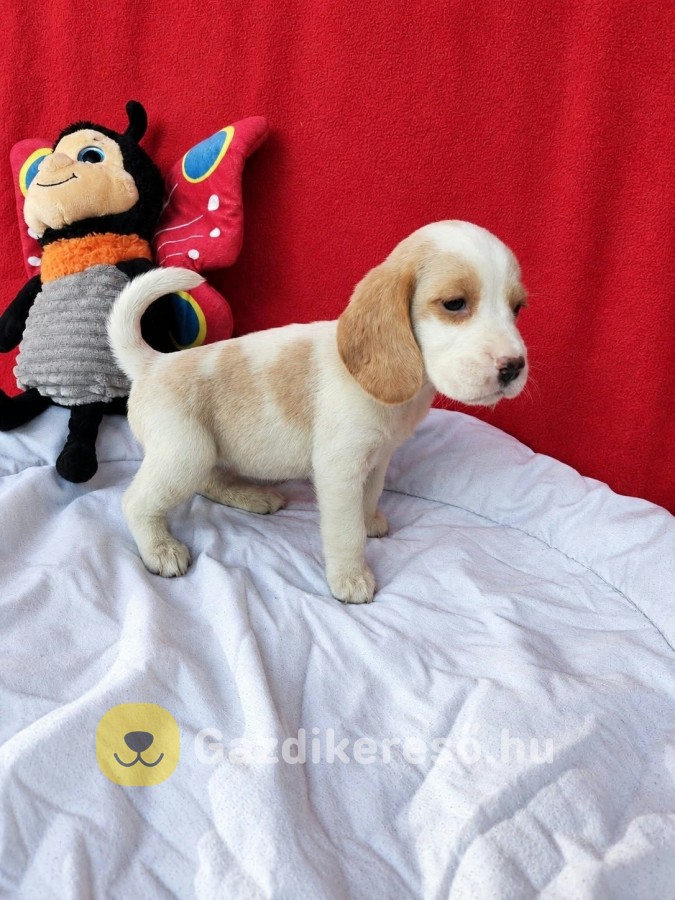 Gyönyörű beagle kislány 