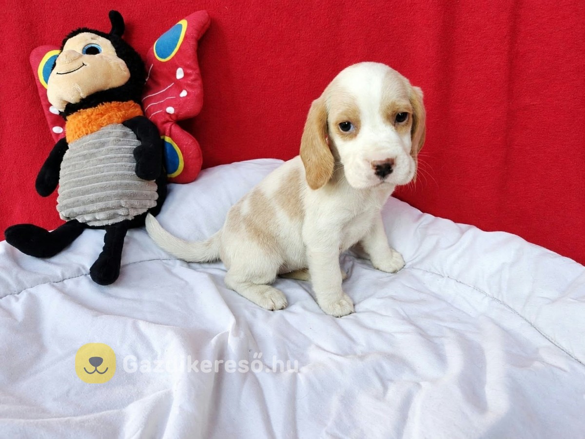 Gyönyörű beagle kislány 