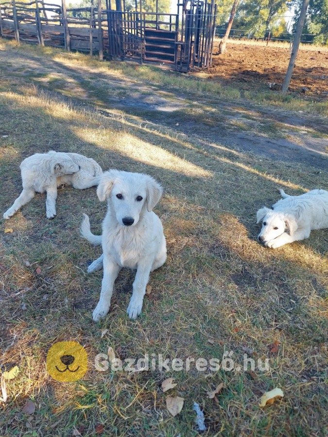 Kuvasz kiskutyák