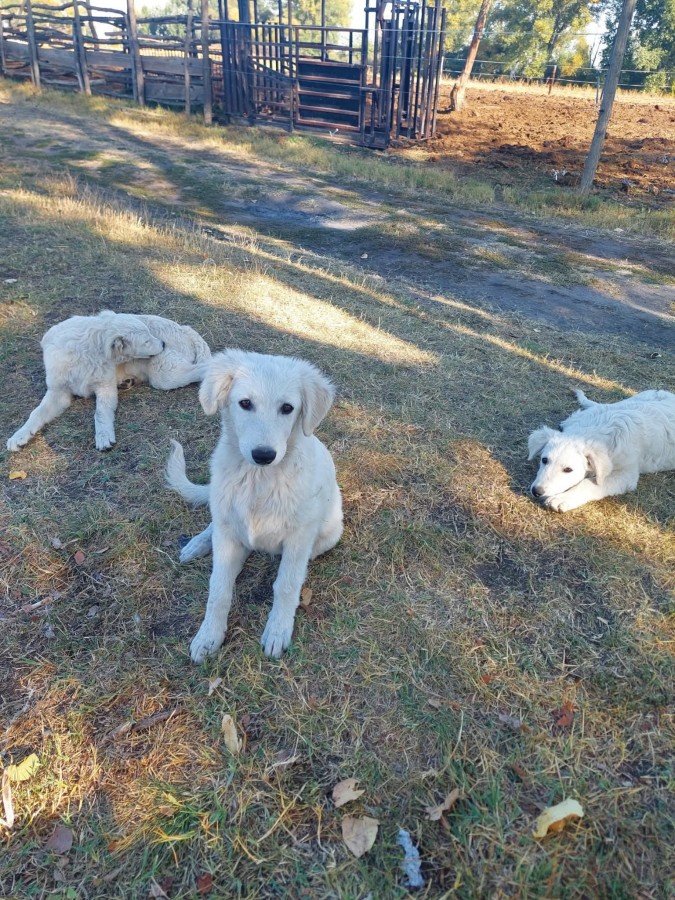 Kuvasz kiskutyák