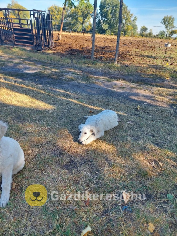 Kuvasz kiskutyák