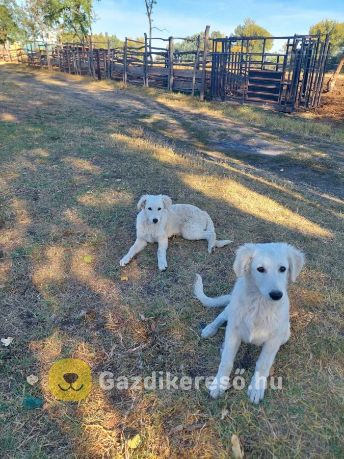 Kuvasz kiskutyák