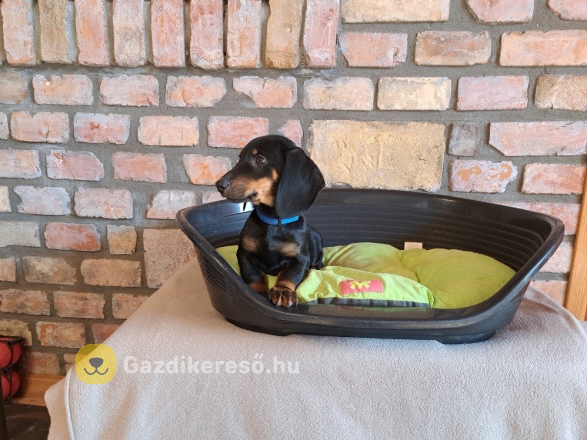 Törpe tacskó eladó Törpe tacskó eladó