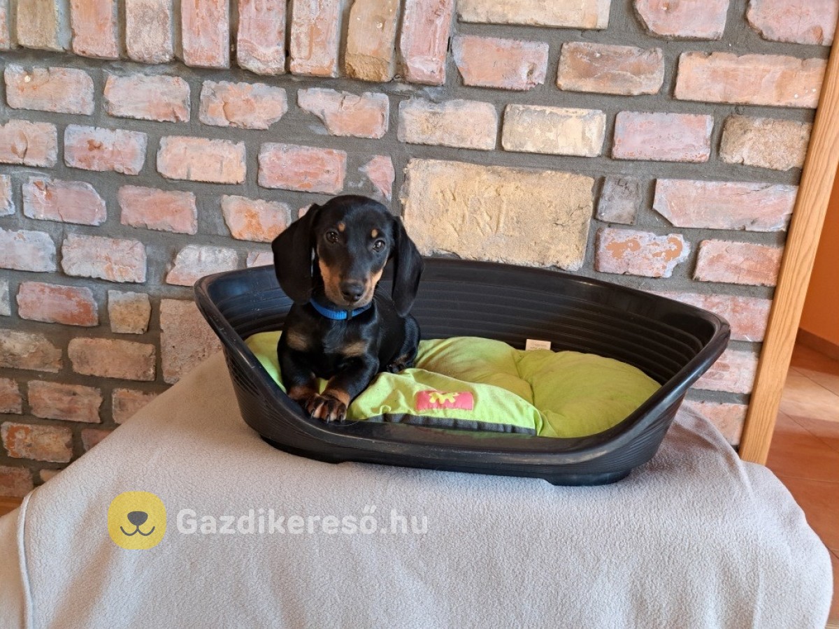 Törpe tacskó eladó Törpe tacskó eladó