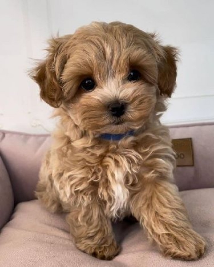 Maltipoo kölyök 