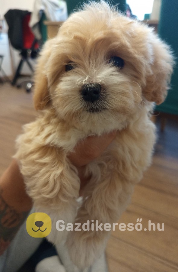 Maltipoo kislány