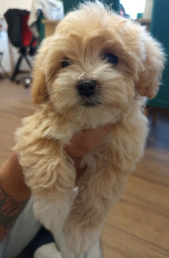 Maltipoo kislány