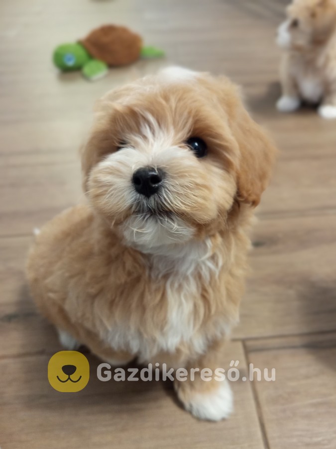 Maltipoo kislány
