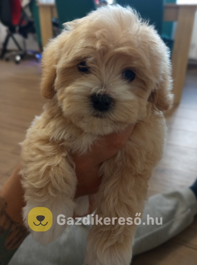 Maltipoo kislány