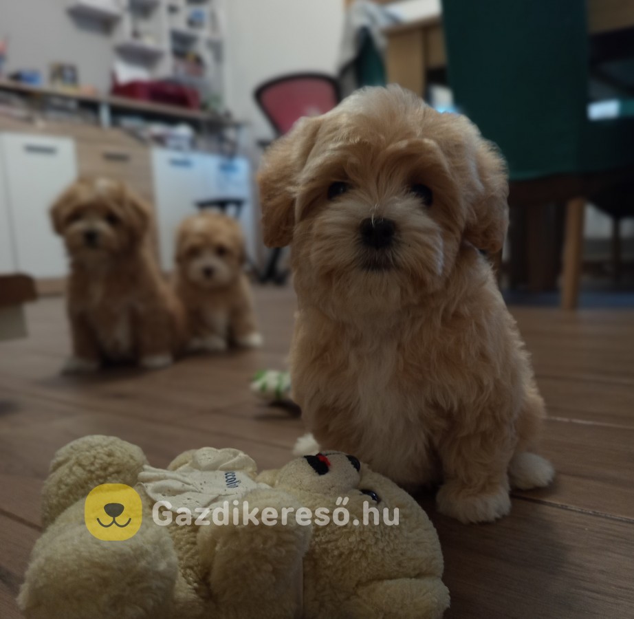 Maltipoo kislány