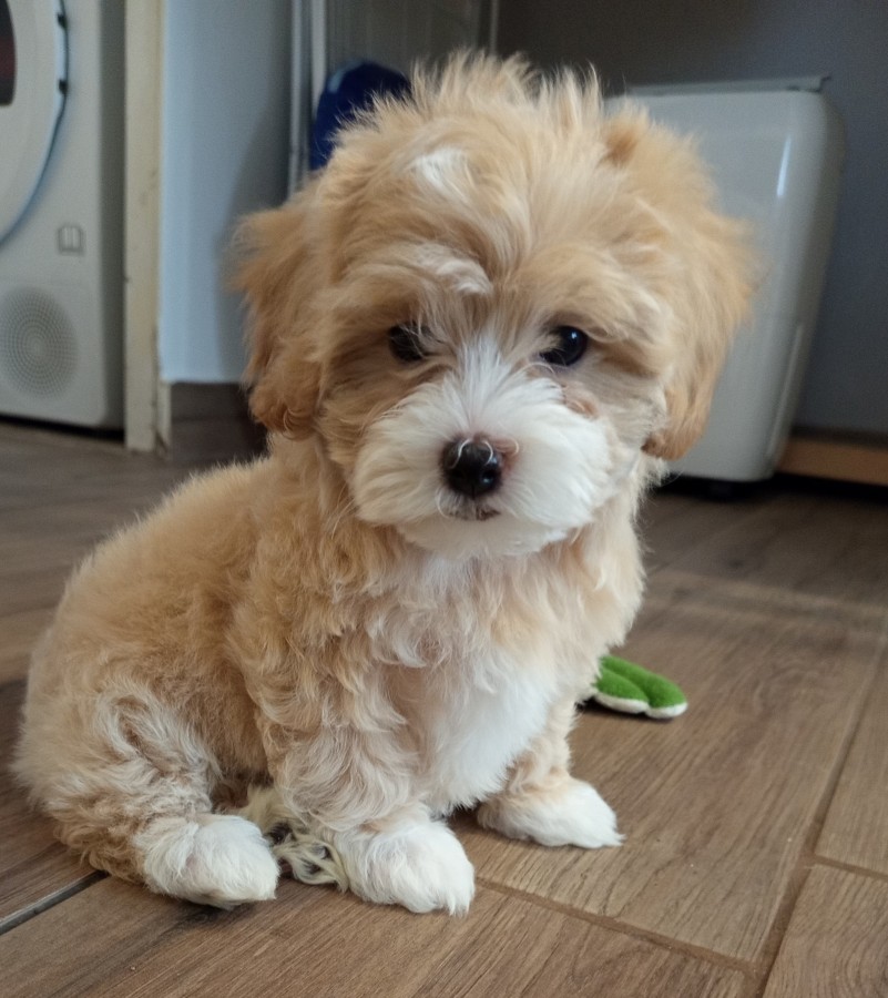 Maltipoo kislány