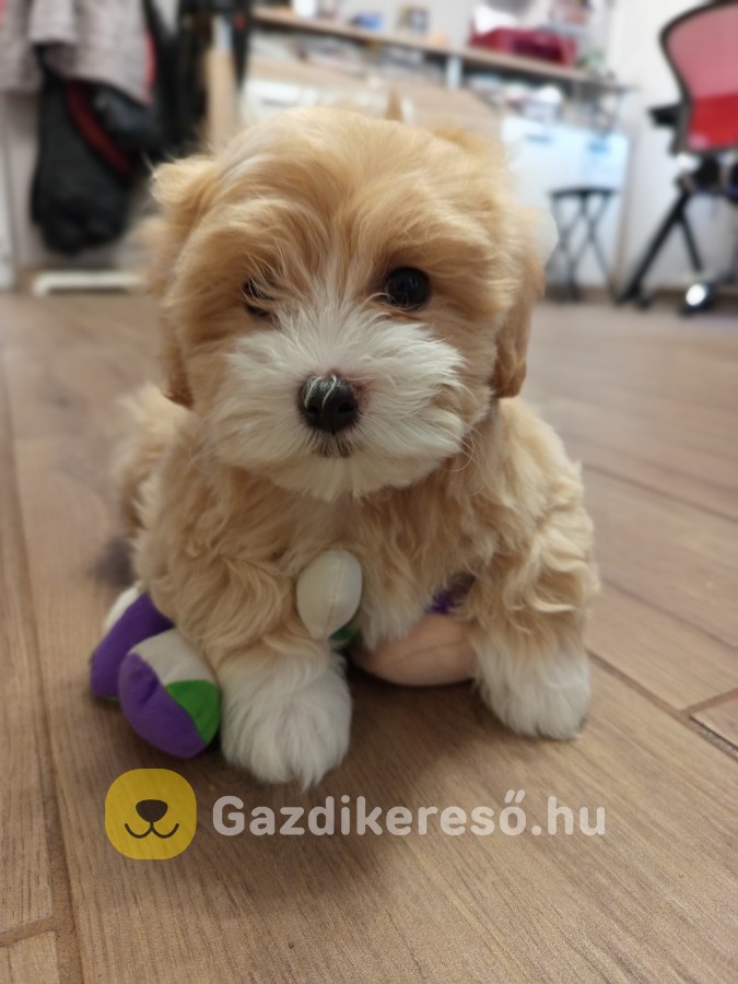 Maltipoo kislány