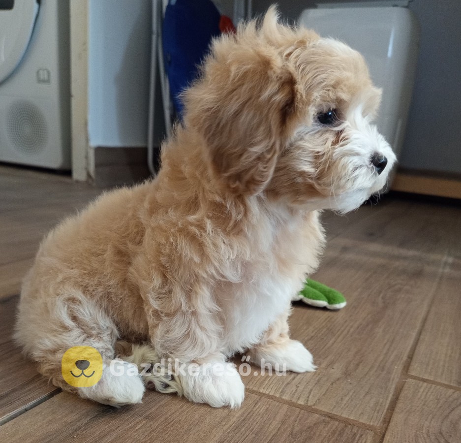 Maltipoo kislány
