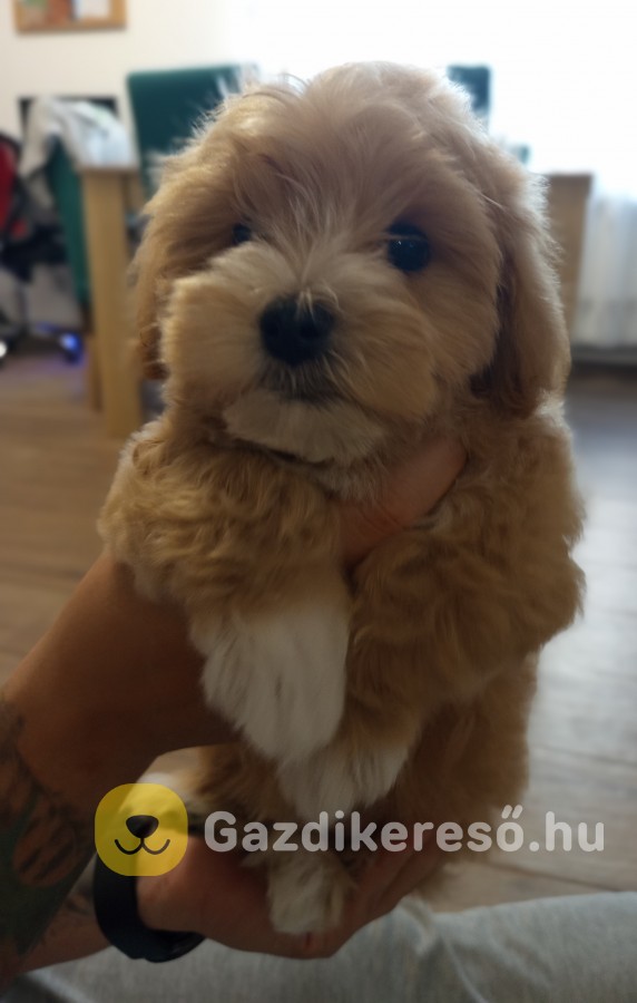 Maltipoo kisfiú