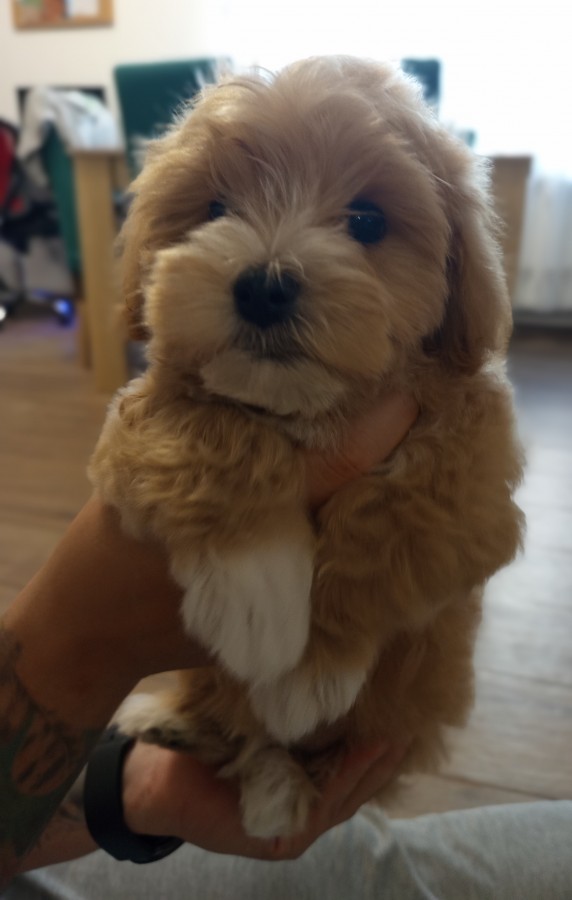 Maltipoo kisfiú