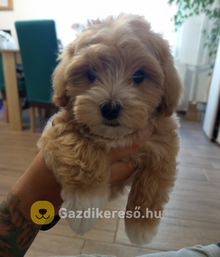 Maltipoo kisfiú