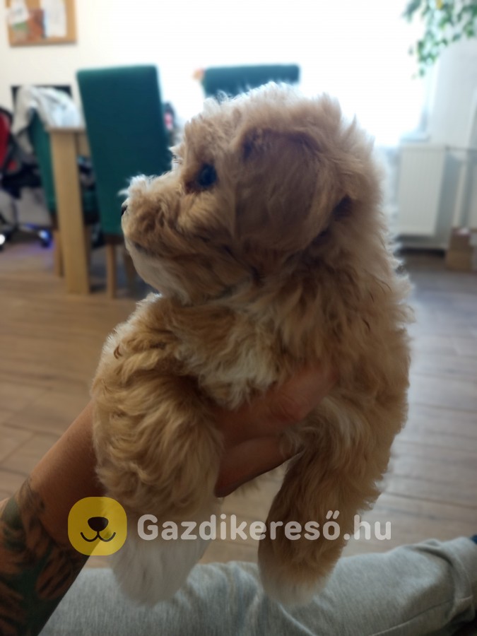 Maltipoo kisfiú