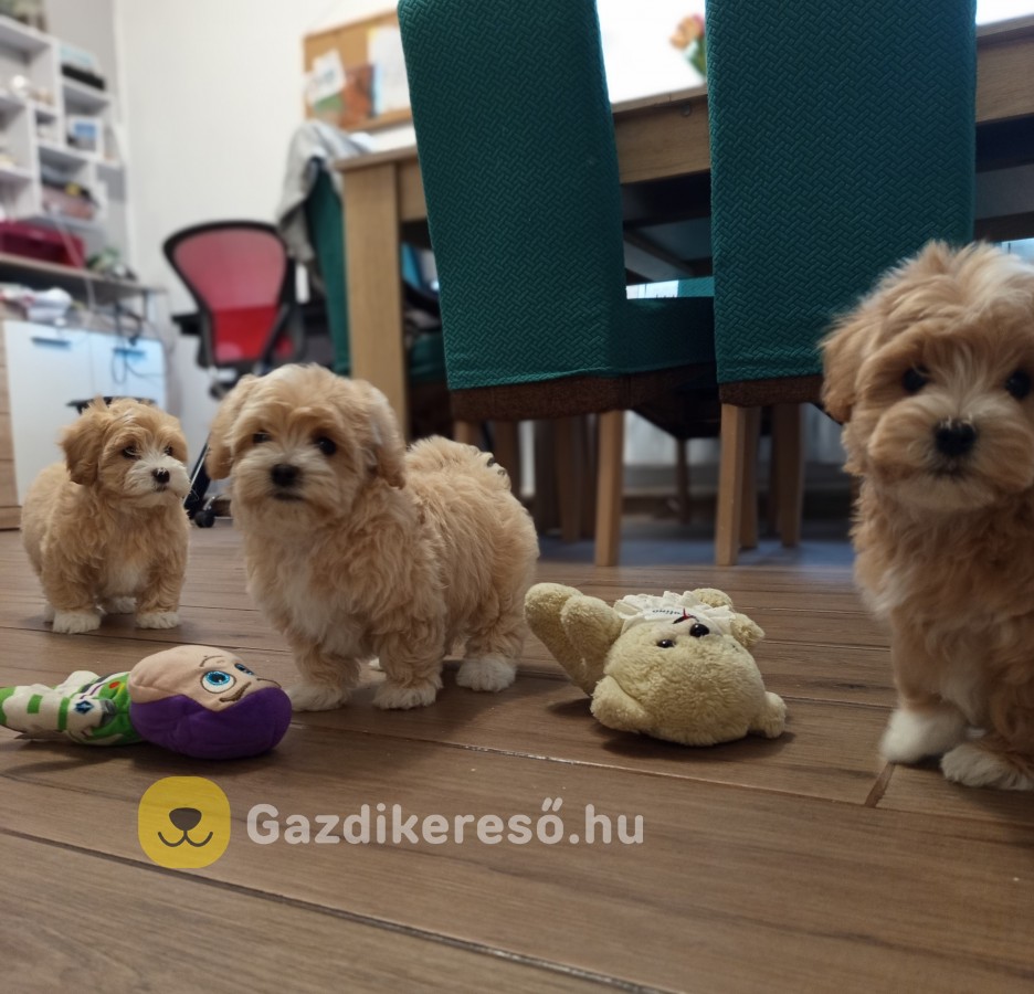 Maltipoo kisfiú