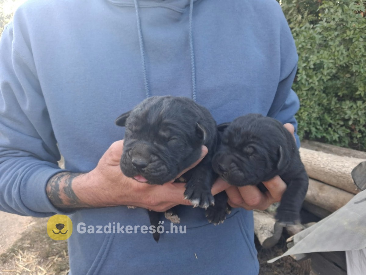 Cane corso 