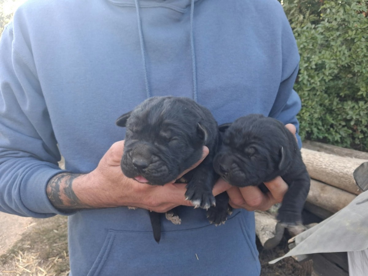 Cane corso 