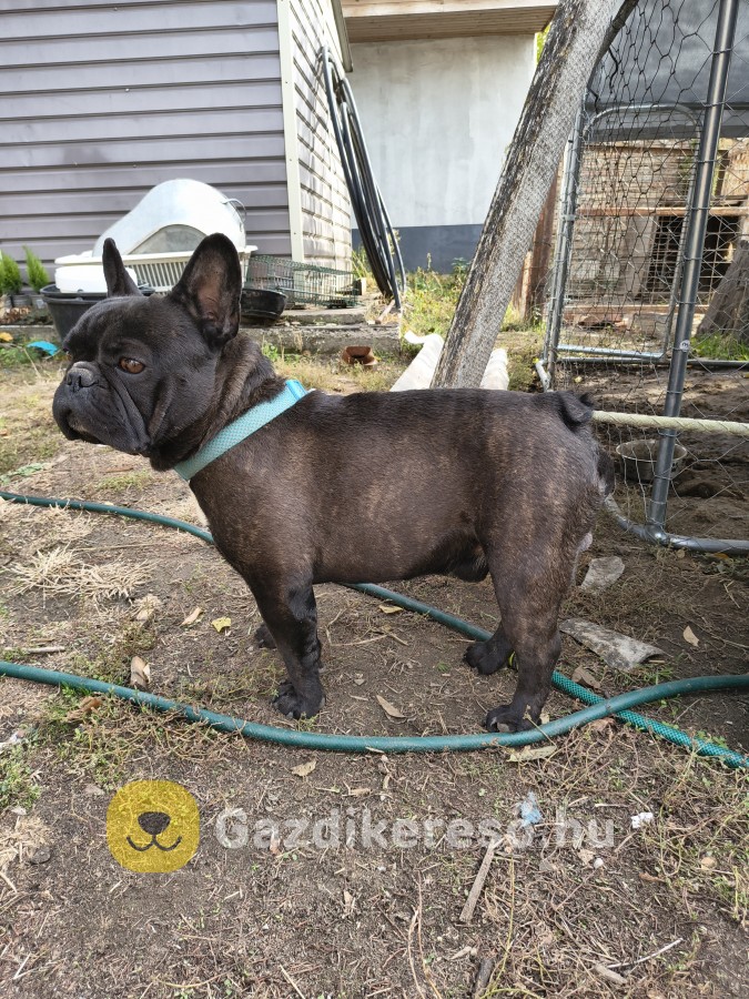 Francia bulldog kan