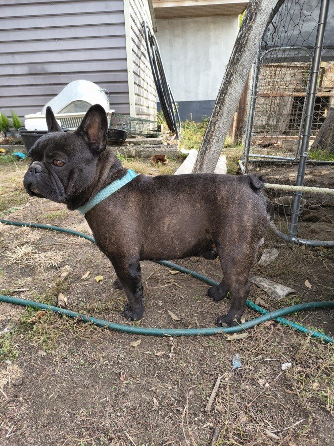 Francia bulldog kan
