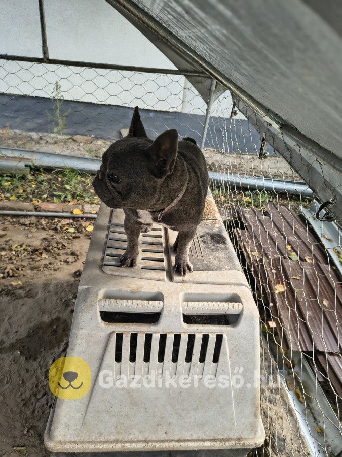 Francia bulldog szuka