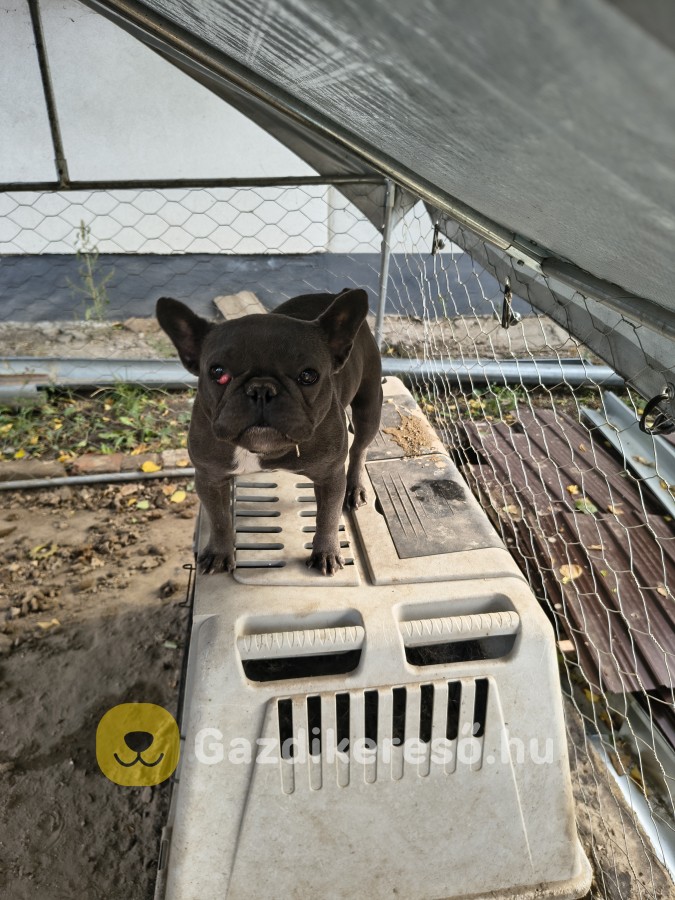 Francia bulldog szuka