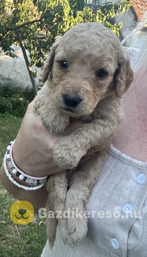 Goldendoodle kiskutyák 