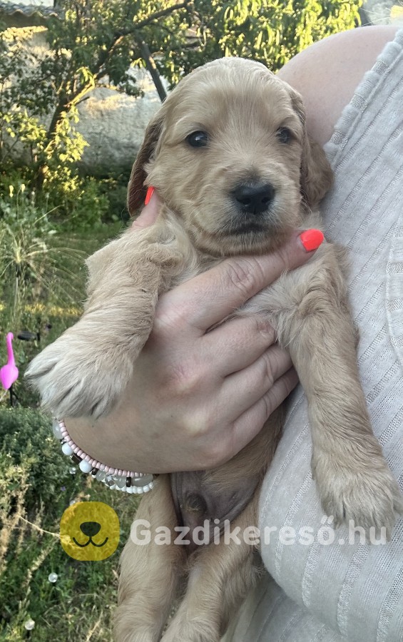 Goldendoodle kiskutyák 