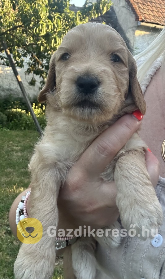 Goldendoodle kiskutyák 