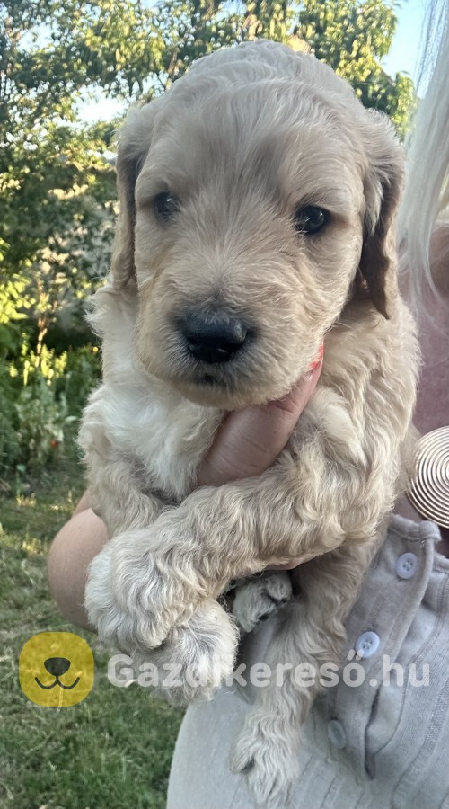 Goldendoodle kiskutyák 