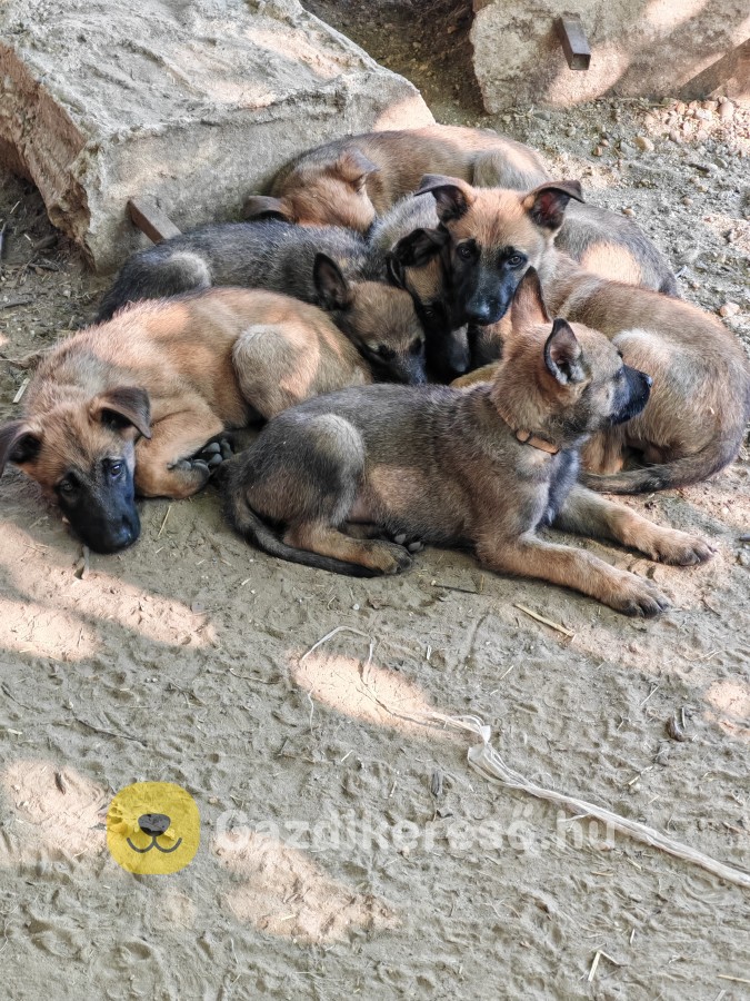 Malinois munkakutya Nyírbátorból.