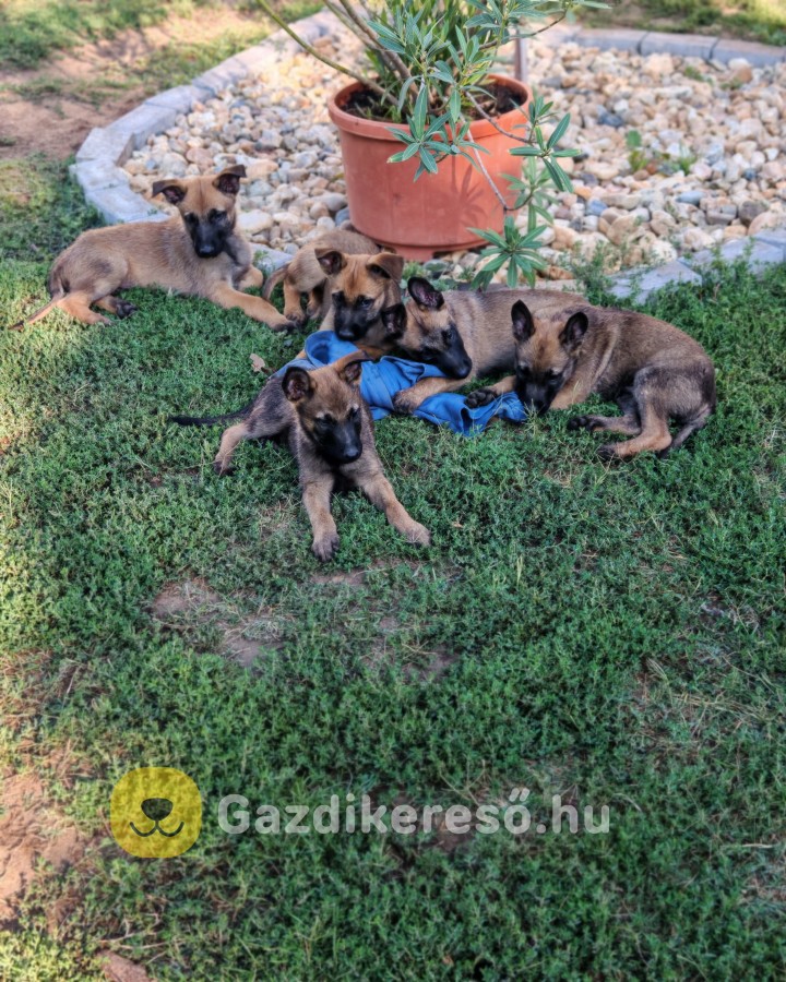 Malinois munkakutya Nyírbátorból.