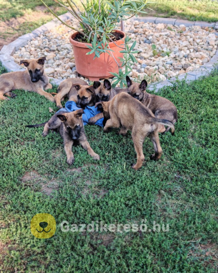 Malinois munkakutya Nyírbátorból.