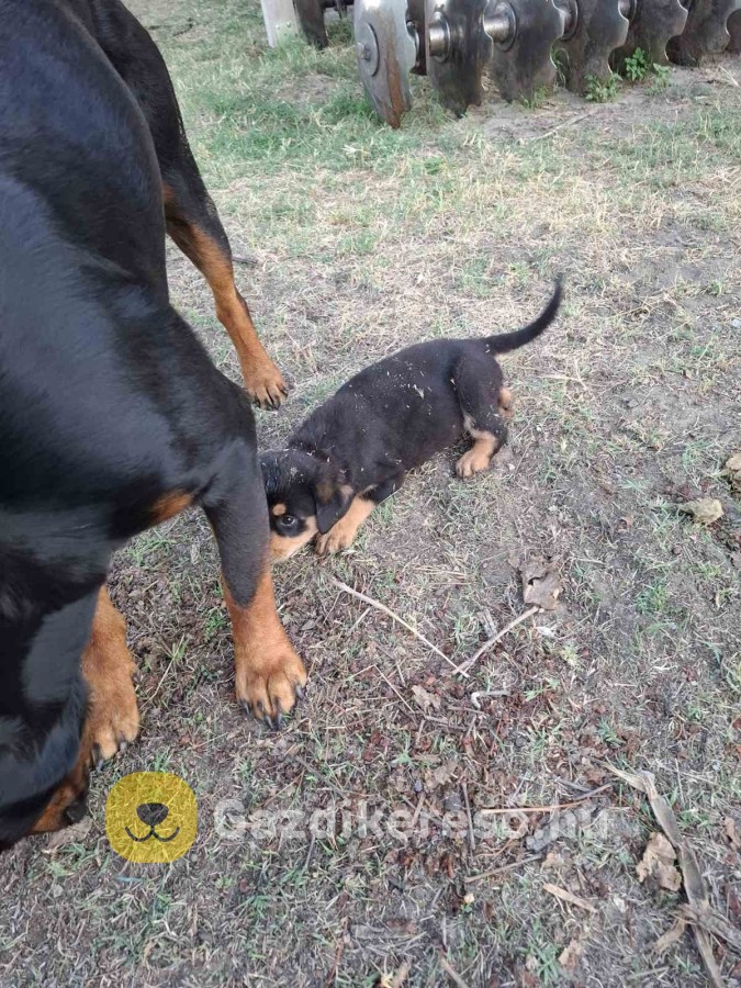 Rottweiler kiskutyak Rottweiler kiskutyak