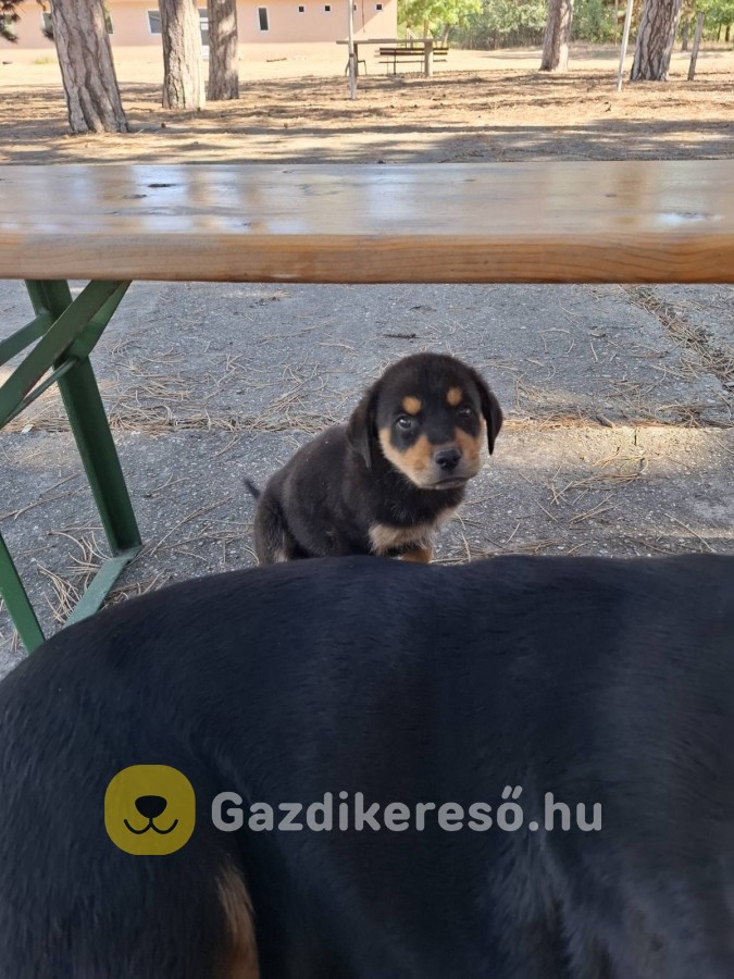 Rottweiler kiskutyak Rottweiler kiskutyak