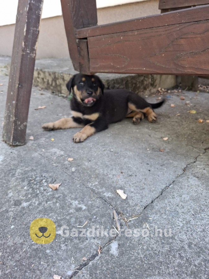 Rottweiler kiskutyak Rottweiler kiskutyak