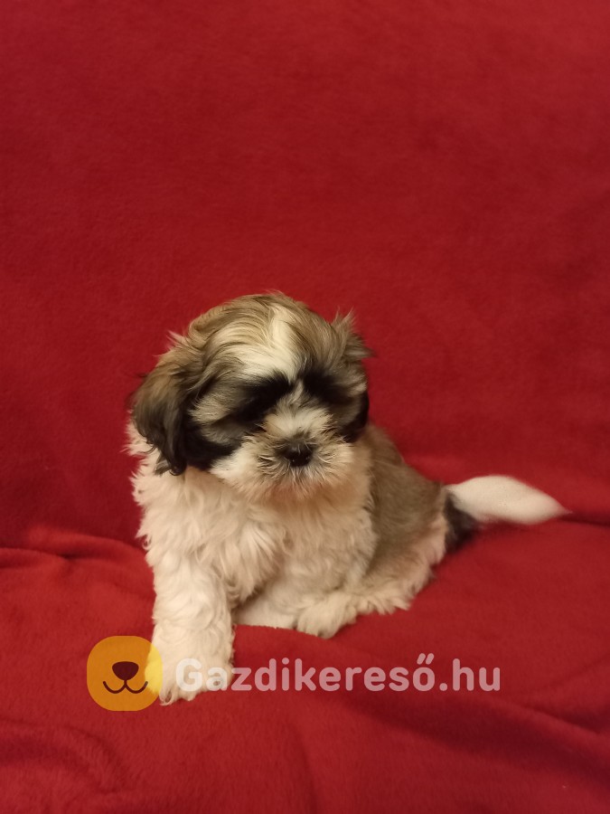 Shih tzu kiskutyàk Shih tzu kiskutyàk