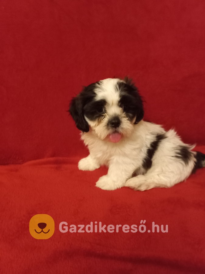 Shih tzu kiskutyàk Shih tzu kiskutyàk